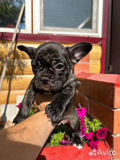 Французский бульдог