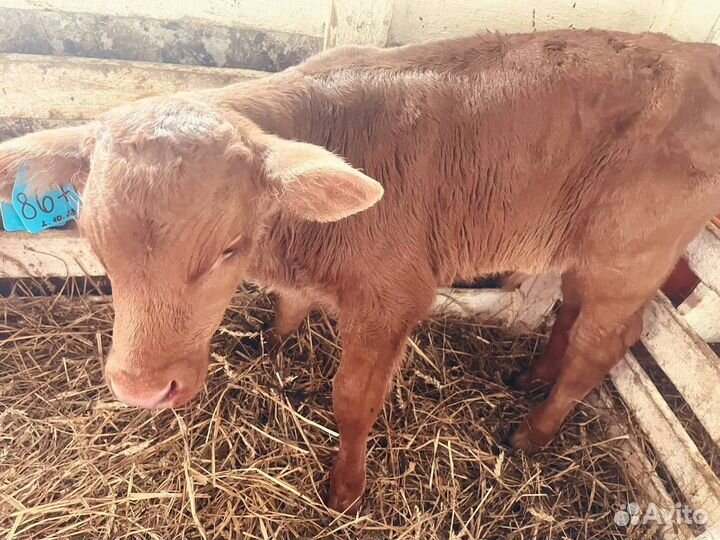 Бычки телята быстрая доставка