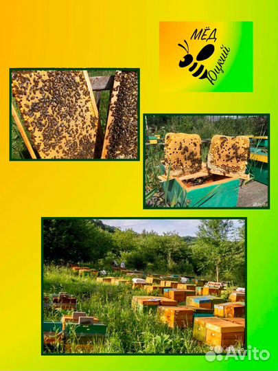 Матки пчелы карника