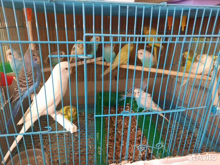 Попугаи волнистые, неразлучники, кореллы, ожерелов