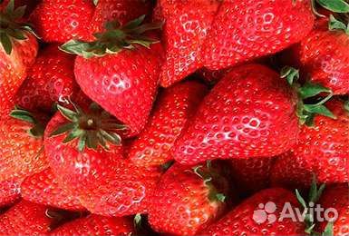 Рассада Клубники Альба