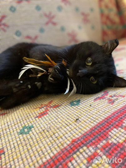 Игривый котик ищет семью