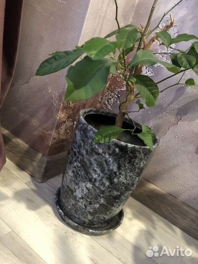 Каламандин