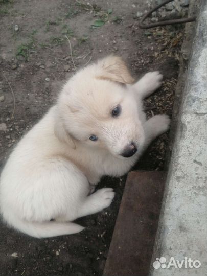 Метис хаски