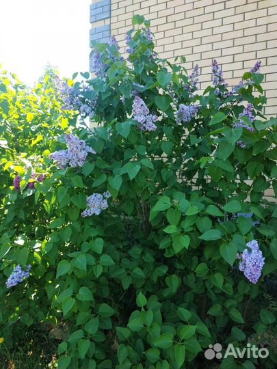 Саженцы сирени махровой