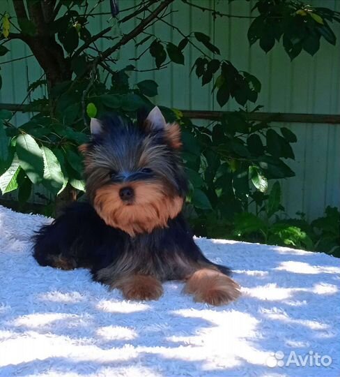 Очень красивый мальчик