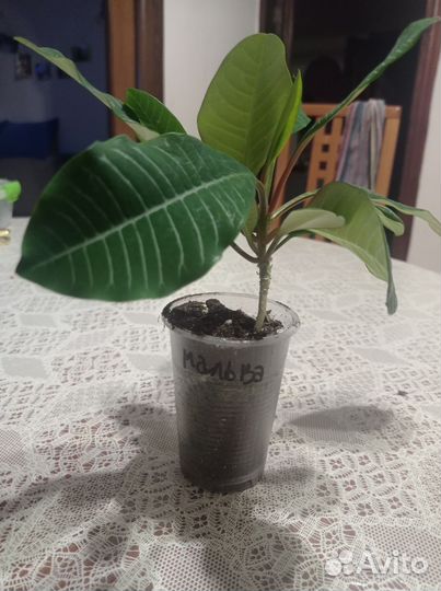 Молочай гребенчатый