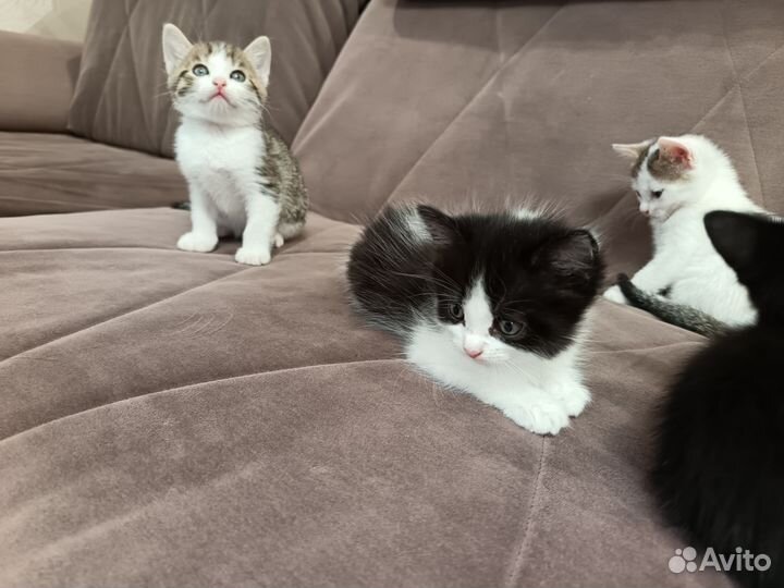 Котята в добрые руки