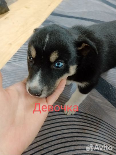 Отдам щенков добрые руки