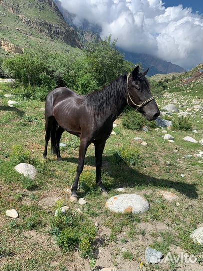 Лошадь жеребец