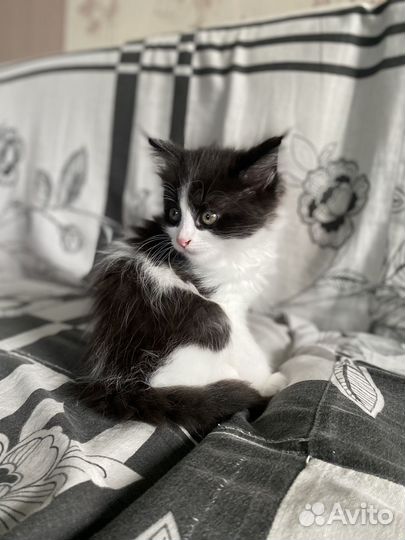 Котята мейн-кун метис