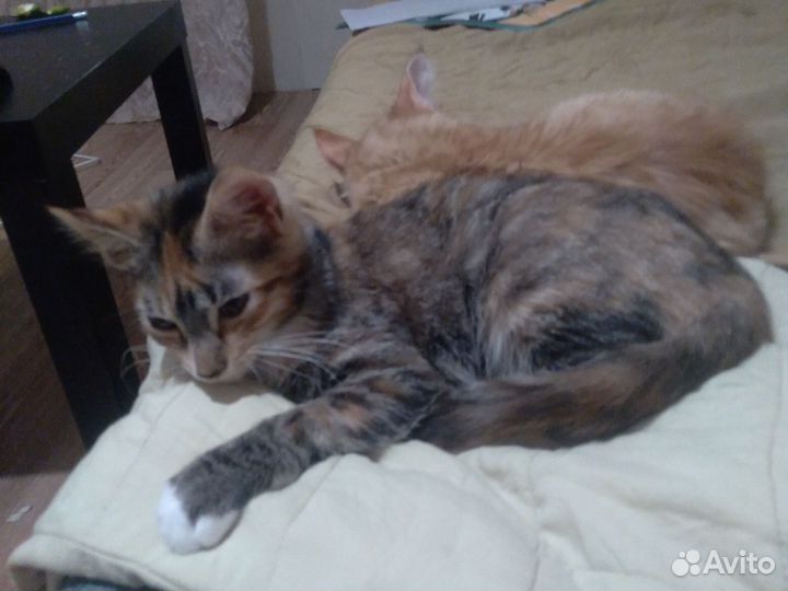 Кошка. Шерстяные маленькие демоны