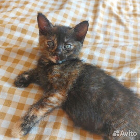 Кошечки в добрые руки