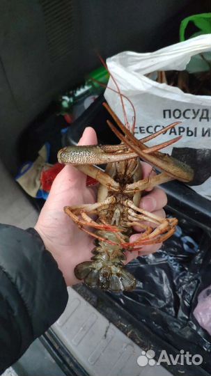 Рак живой