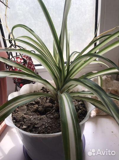 Хлорофитум