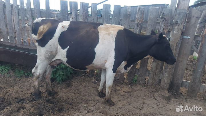 Продам тёлок, коров, телят