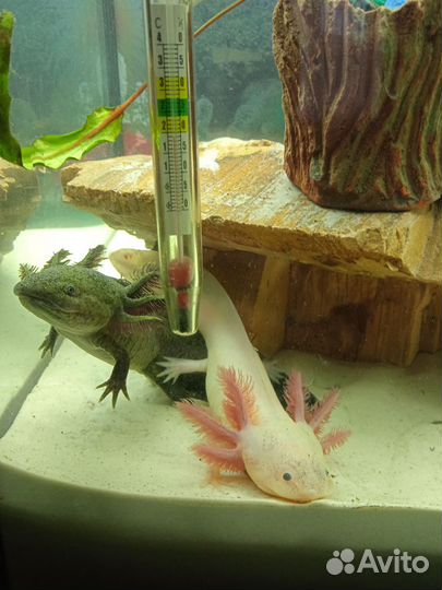 Аксолотли (Лунтики)