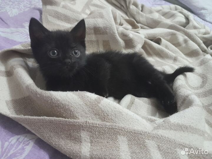 Котенок в добрые руки