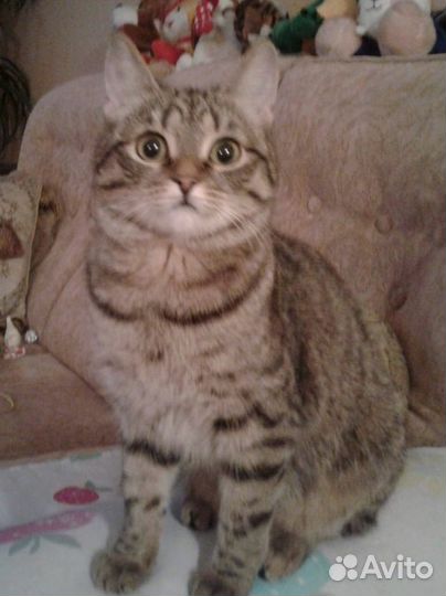 Кошка подросток