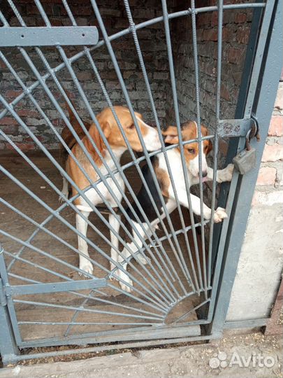 Гончие собаки