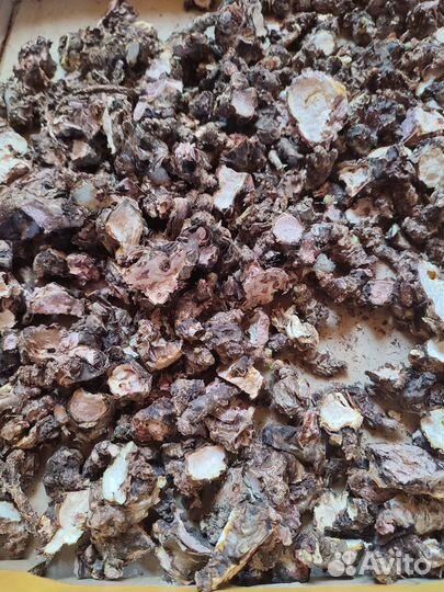 Чага, трутовики, рейши, калган, золотой корень