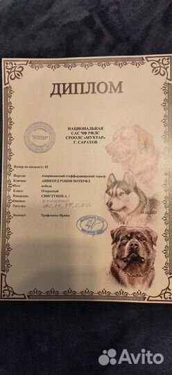 Амер.Стаффордширский терьер. Кобель на вязку