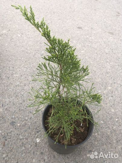 Можевельники