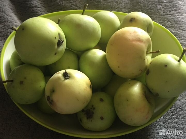 Продам яблоки