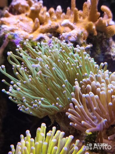 Эуфиллия Green Torch (на концах розовые шарики) мо