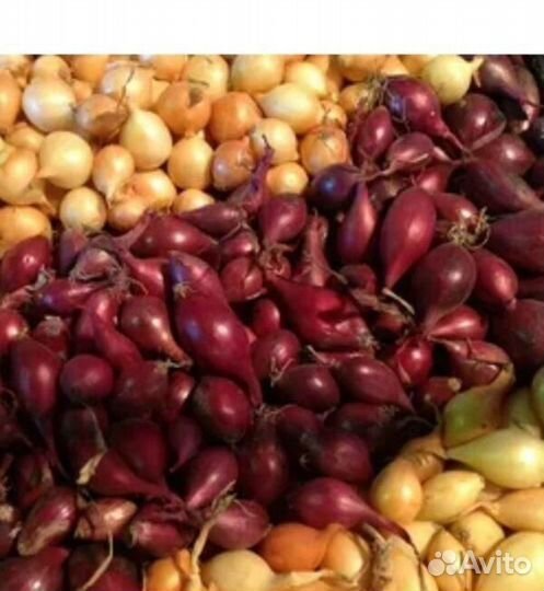 Лук севок озимый Радар