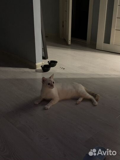 Тайский кот ред поинт