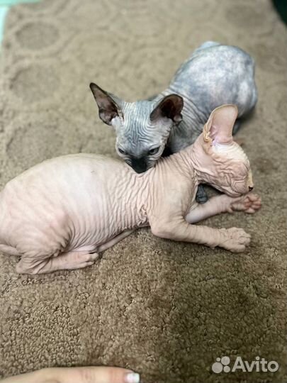 Канадский сфинкс