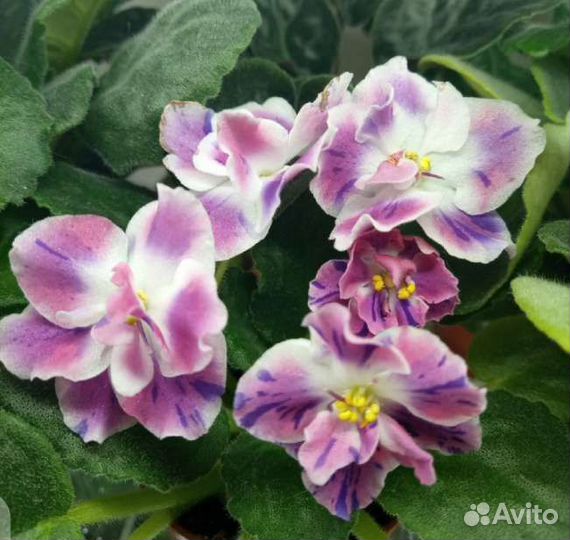 Фиалки сортовые