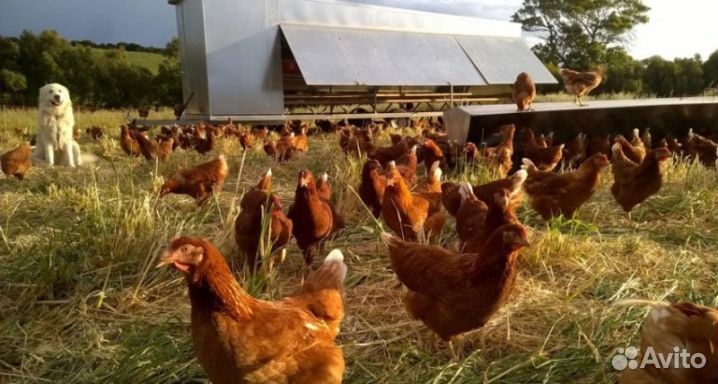 Курочки несушки