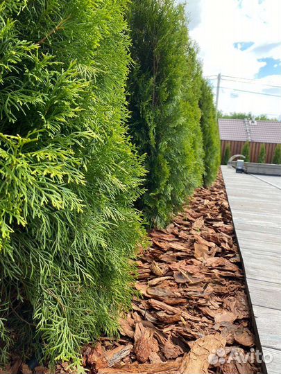 Мульча кора лиственницы в наличии