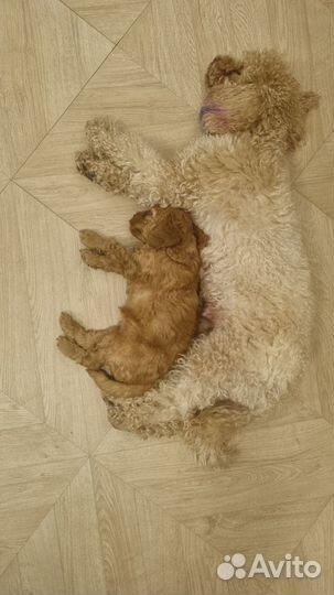 Карликовый пудель