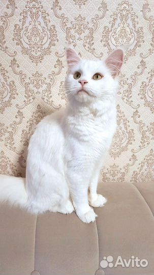 Кошка мэйн кун