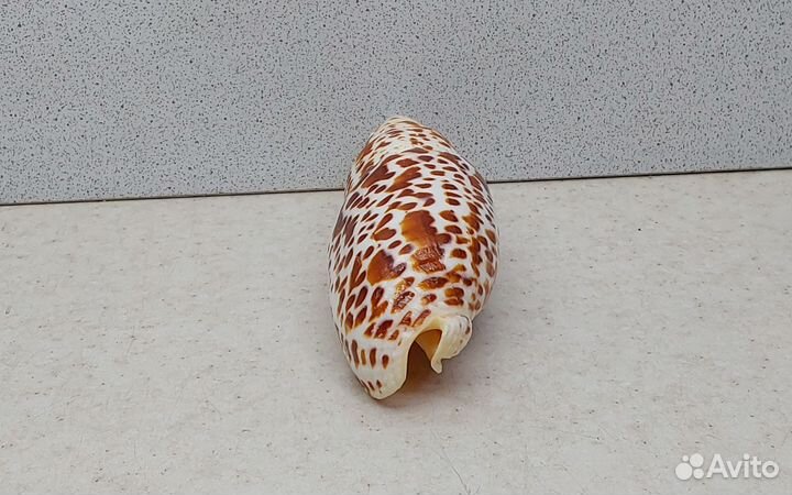 Митра Папалис 12,0 морская ракушка раковина