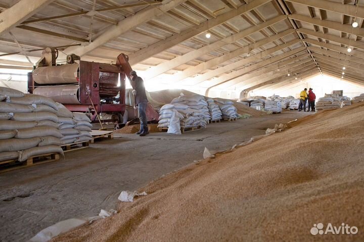 Пшеница, ячмень,овес, кукуруза, жом,жмых