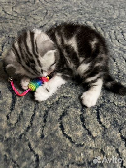 Шотландская вислоухая кошка