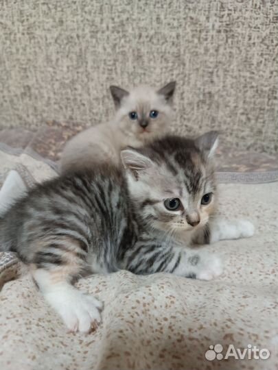 Шотландские котята