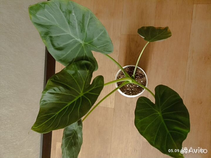 Алоказия регал шилдс