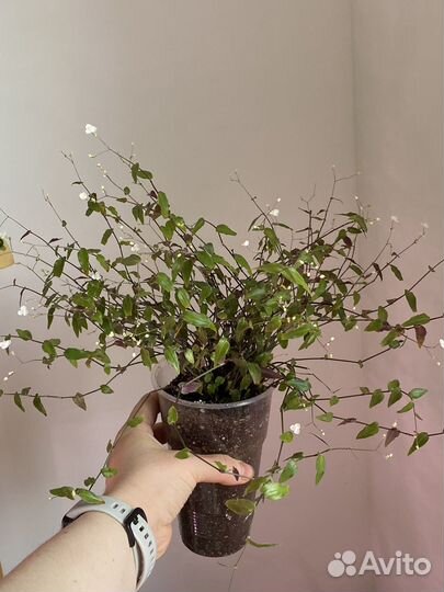 Традесканция Бегония маранта плющ