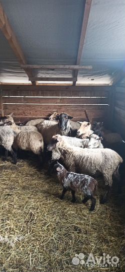 Овцематки, баран-производитель