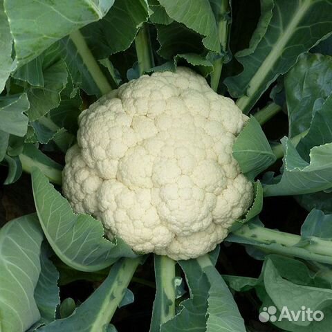 Семена Капусты 