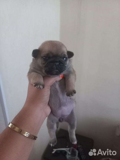 Щенки мопса