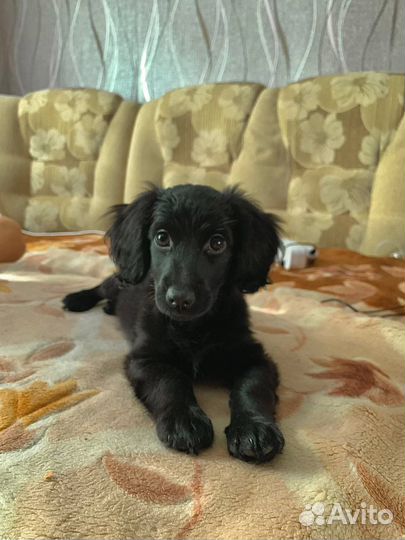 Кокер спаниель