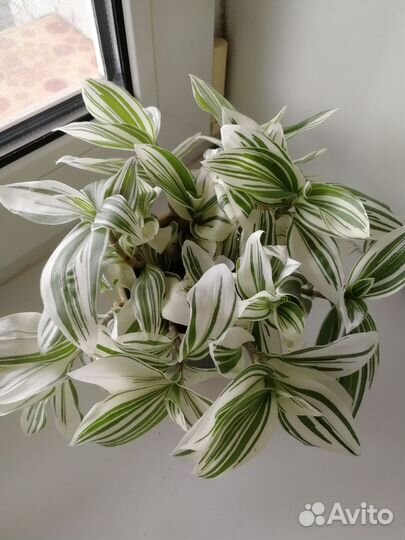 Традесканция