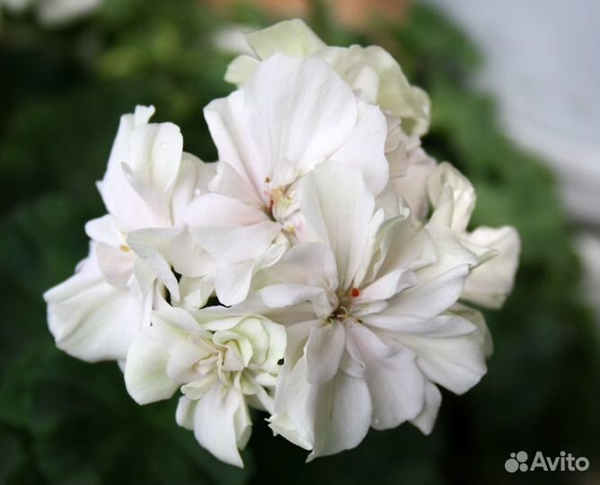 Черенок пеларгонии сорта Brookside Champagne