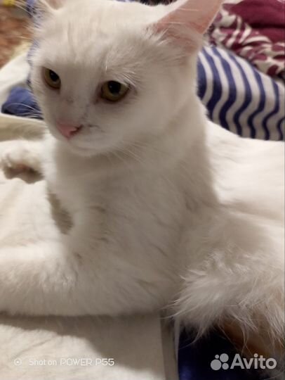 Кошечка в добрые руки